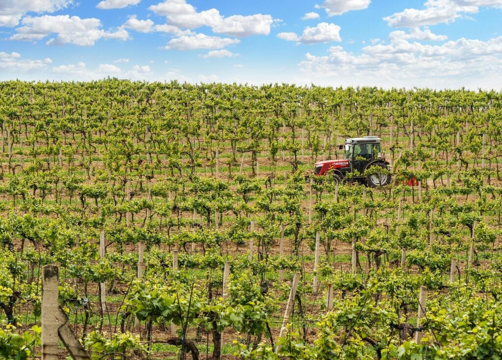 Voltis in Champagne: a new grape on trial - Loki Wine Bar & Tasting House