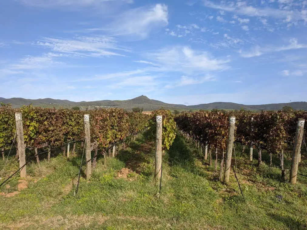 antinori wines vineyards