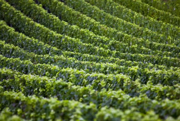 antinori history and wines