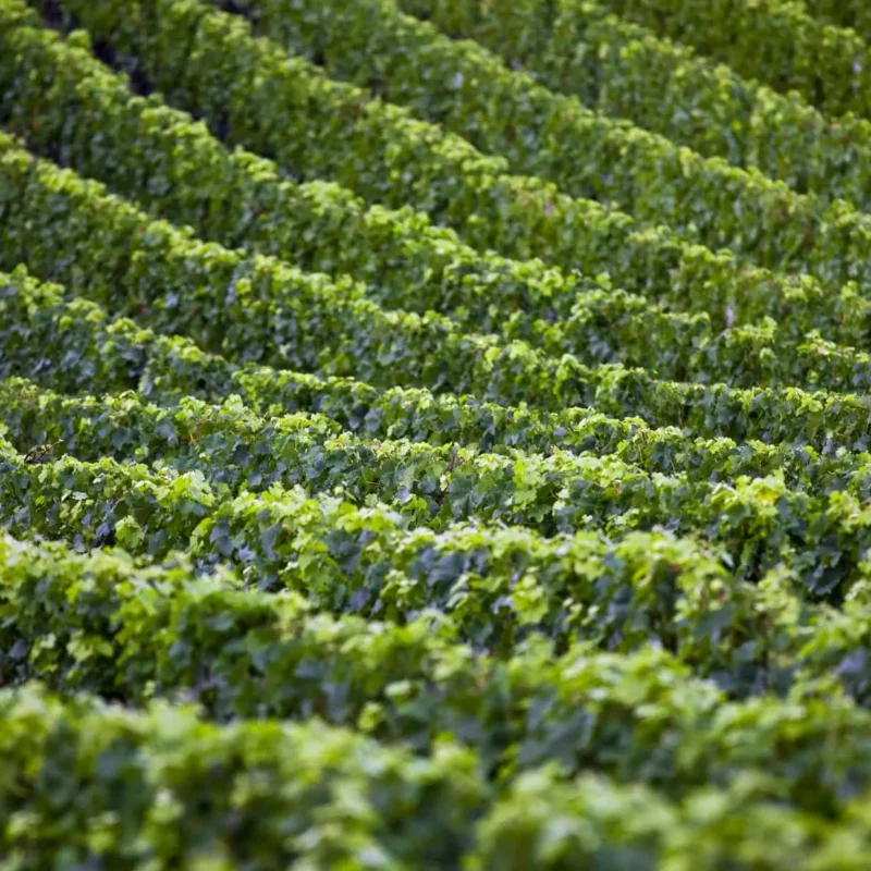 antinori history and wines