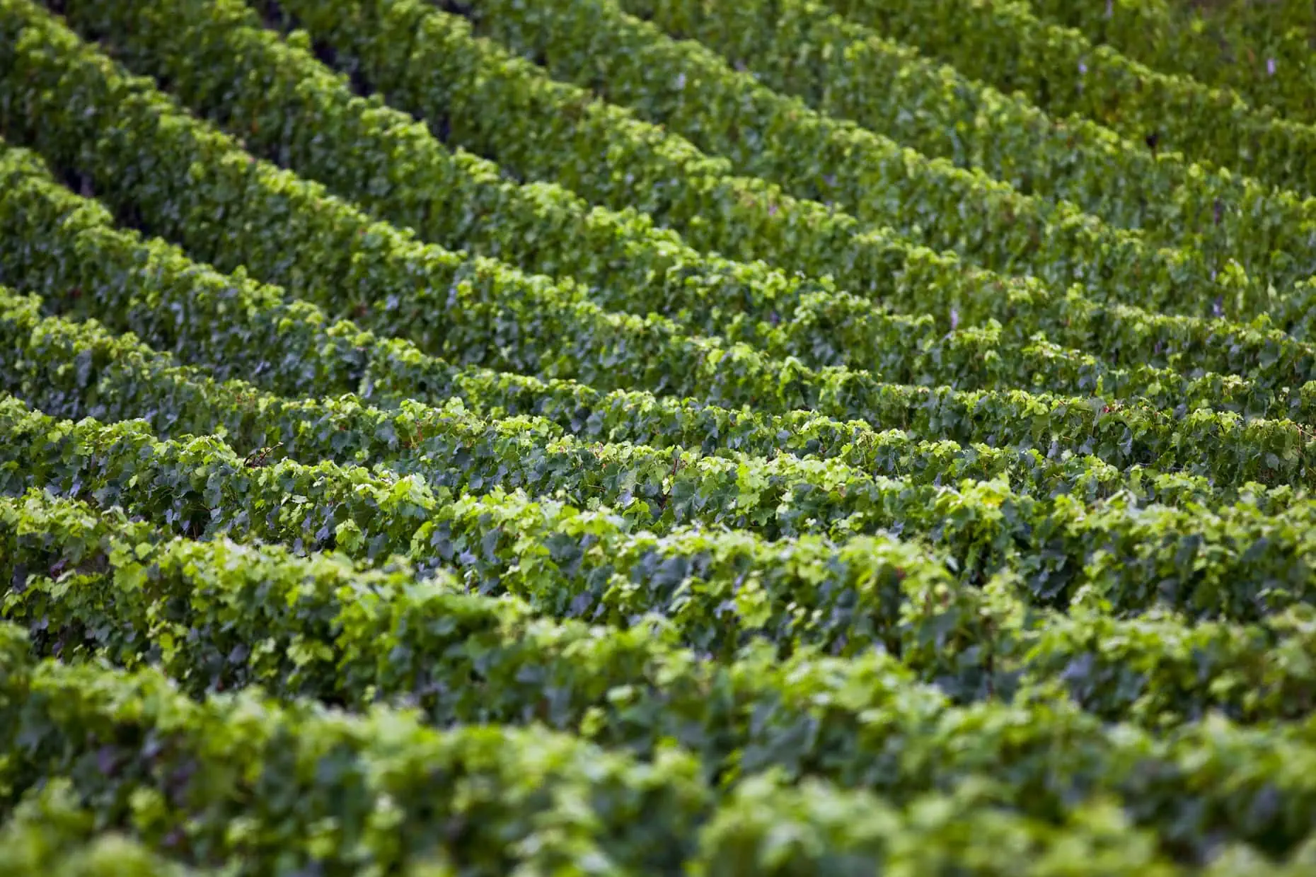 antinori history and wines