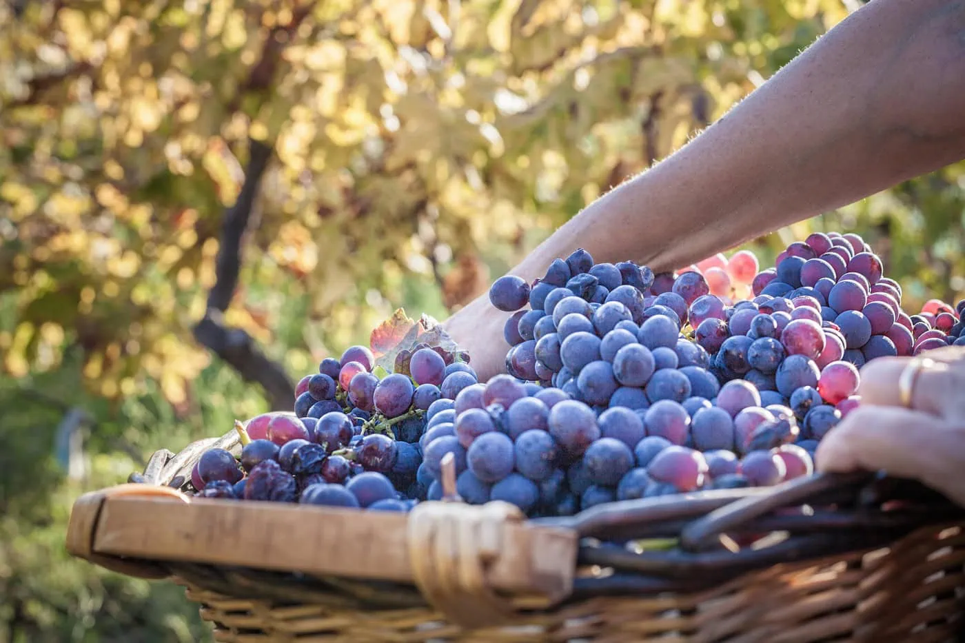 basket of grapes at vineyard