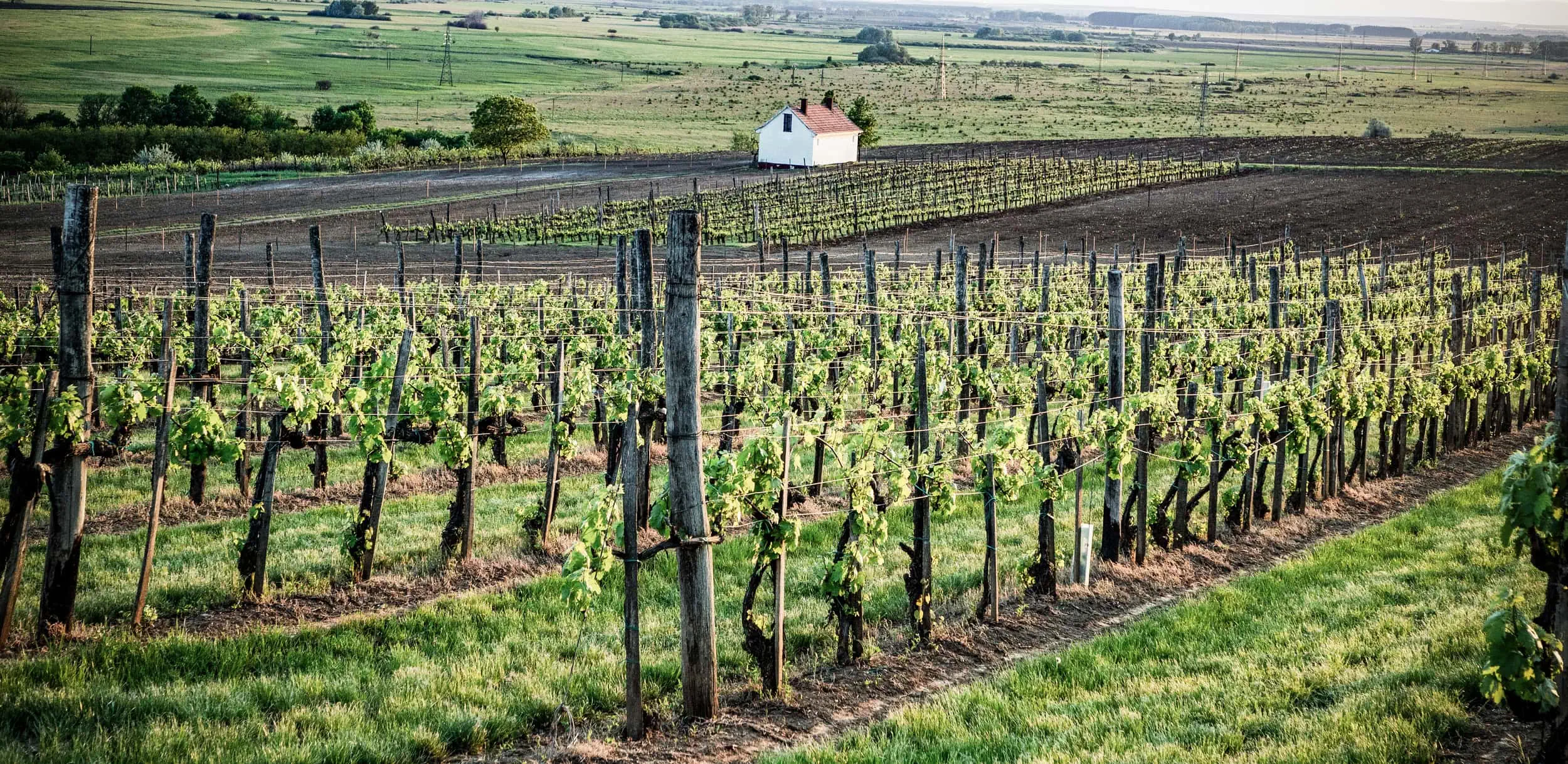 vineyard landscape, France