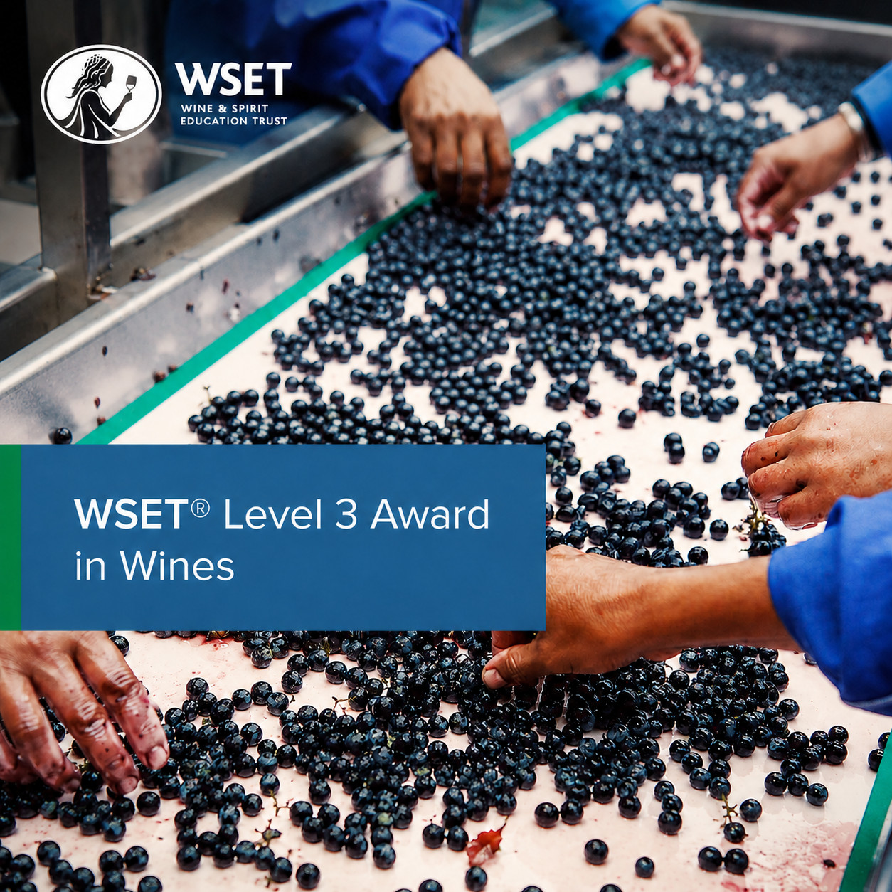 WSET Level 3 Wine Course September–October 2026 (5 days)