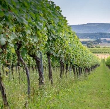 Roebuck Estates: The New Era of English Sparkling Wine