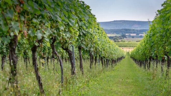 Roebuck Estates: The New Era of English Sparkling Wine