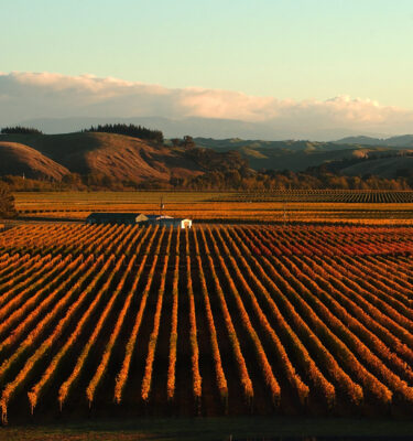 Online Cheese & Wine Tasting
